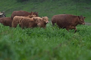 豆瓣9.4,想不到会被这种剧治愈