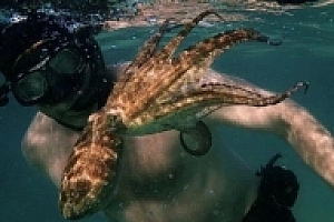 Netflix英文纪录片《我的章鱼老师》